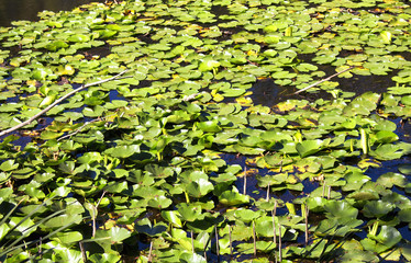 Close up view of water lilies (Nymphaea) at Acarlar floodplain forest. Located in Sakarya Province,...