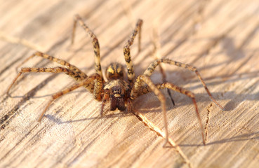 Spider on Wood surface