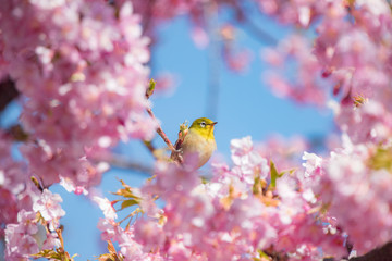 桜の花とメジロ