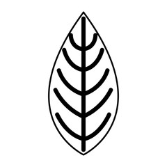 leafs plant natural icon vector illustration design