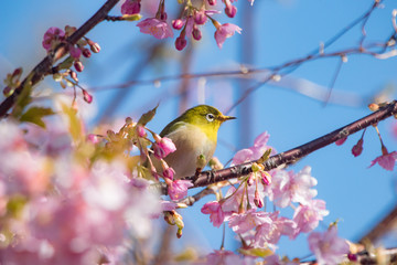 桜の花とメジロ