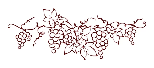 Fotobehang Design elements -- vine / Graphic vector illustration, grapes drawing sketch © imagination13