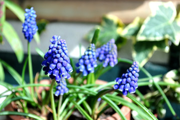 Muscari, natural flowers on pot