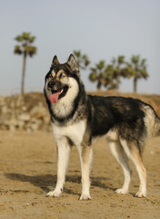 Siberian Husky dog standing on California beach