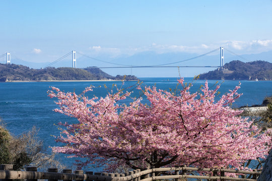 来島海峡と河津桜（今治市大角海浜公園）の歴史と趣を伝える日本の風景