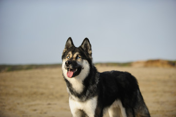 Siberian Husky dog on sand beach