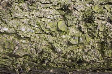 Bark with moss