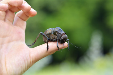 Bradyporus dasypus, biggest cricket on boy finger