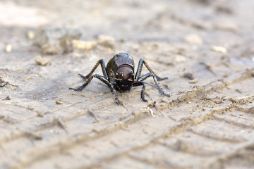Bradyporus dasypus, biggest cricket