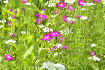 Obraz na płótnie Canvas pink meadow wild flower on green grass natural background in field. Outdoor autumn photo