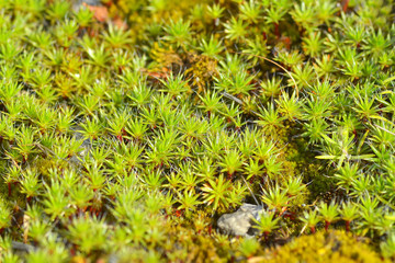 Common Hair Cap Moss - Star Moss / Common Hair Cap Moss - Star Moss / Common Hair Cap Moss - Star Moss /