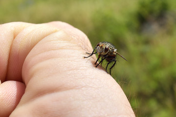 Close up of mosquito sucking blood