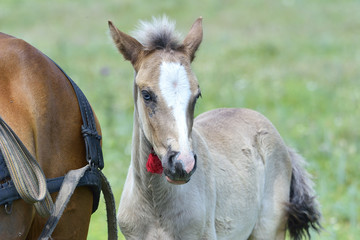 Portrait of a foal of mini-horse