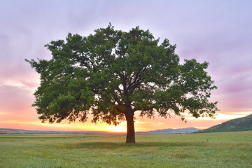 Fototapeta na wymiar Beautiful and old Oak at the sunset. processed in Nik Color Efex Pro
