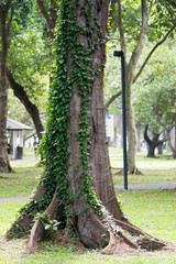 樹の幹を這うツタ