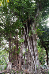Obraz premium Aerial root of Figs