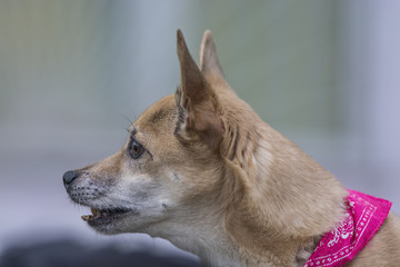 A portrait of a dog in the fresh air 