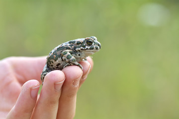 Green toad (Bufo viridis) on boy hand