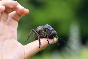 Bradyporus dasypus, biggest cricket on boy finger