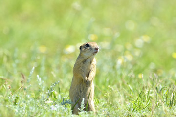 gopher in the nature