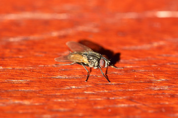 insect fly macro
