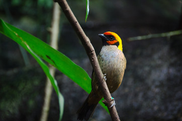 one lovely and  exotic bird family Tangara