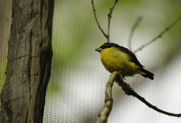 one black and yellow exotic bird