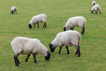 Flock of sheep eating grass in the pasture