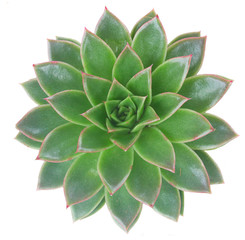 One Succulent fresh green plant isolated on white background