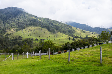 Fototapeta na wymiar Valle del Cocora