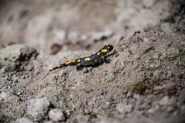 Feuersalamander