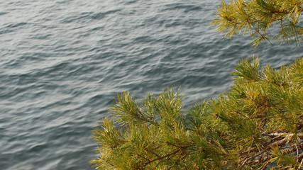 Pine branch sways in the wind against blue Lake Como surface, Italy.