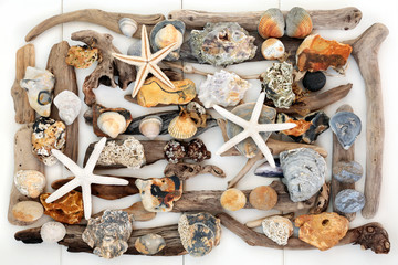 Natural Objects from the Beach. With seashells, driftwood, seaweed and rocks.