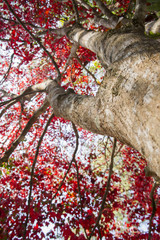 red maple tree background