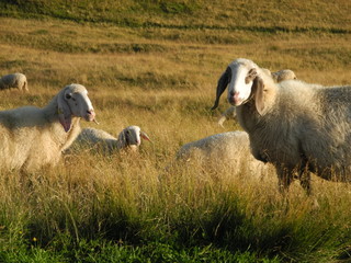 Obraz premium Herde ungeschorener Schafe auf einer Bergweide vor der nördlichen Pala-Gruppe, Südtirol, Italien