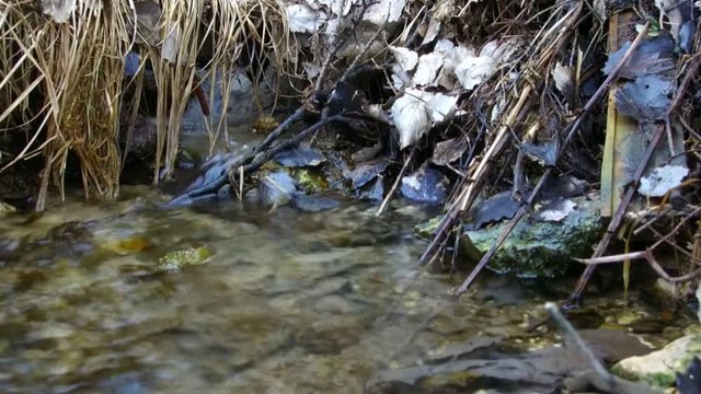 stream of pure spring water flows in the grass