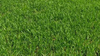 Green grass background. Grass texture