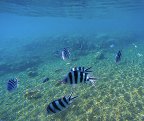 Naklejka na ściany i meble Underwater landscape with exotic fish Dascillus. Blue seawater and sand seabottom.