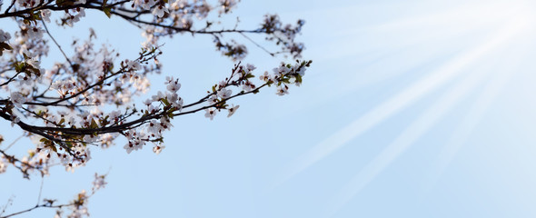 Peach flowers with sunryes