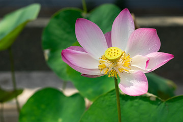 Beautiful lotus flower with dew in sunshine