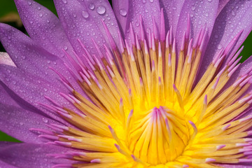 Obraz premium Beautiful waterlily or lotus flower./Beautiful waterlily or lotus flower with dew in sunshine