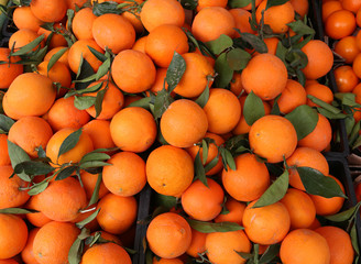 oranges with leaves after the harvest in European Country