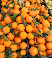 oranges with leaves after the harvest in the Mediterranean orcha