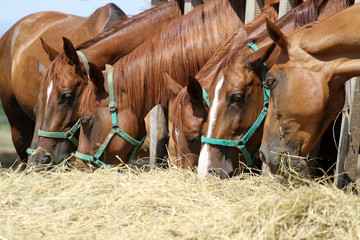 Mares and foals eating hay on animal farm