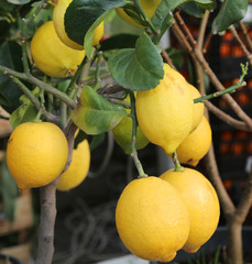 lemon tree with yellow ripe fruit