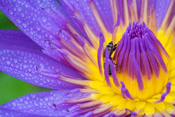 Close-up flower. A beautiful purple waterlily or lotus flower