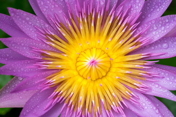 Beautiful waterlily or lotus flower with dew in sunshine