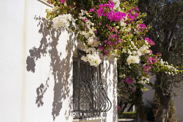 White and pink Bougainvillea flowers on traditional summer house in Bodrum. It's a common aegean and mediterranean garden decoration style.