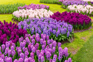 spring landscape.  Spring nature background.  beautiful garden
