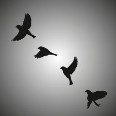 Vector silhouette flying birds on white background. Tattoo